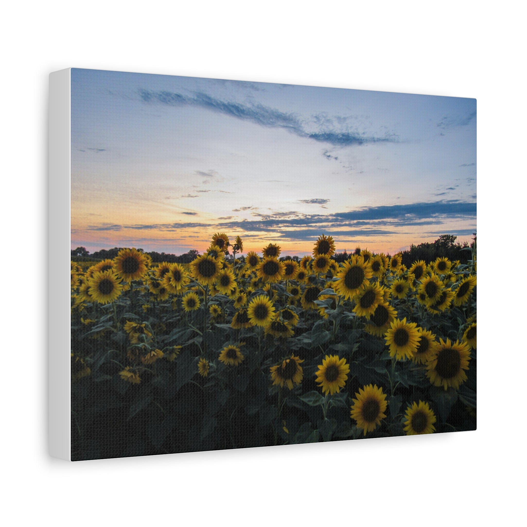 Sunflower Field Sunset Matte Canvas Print — Stretched Wall Art