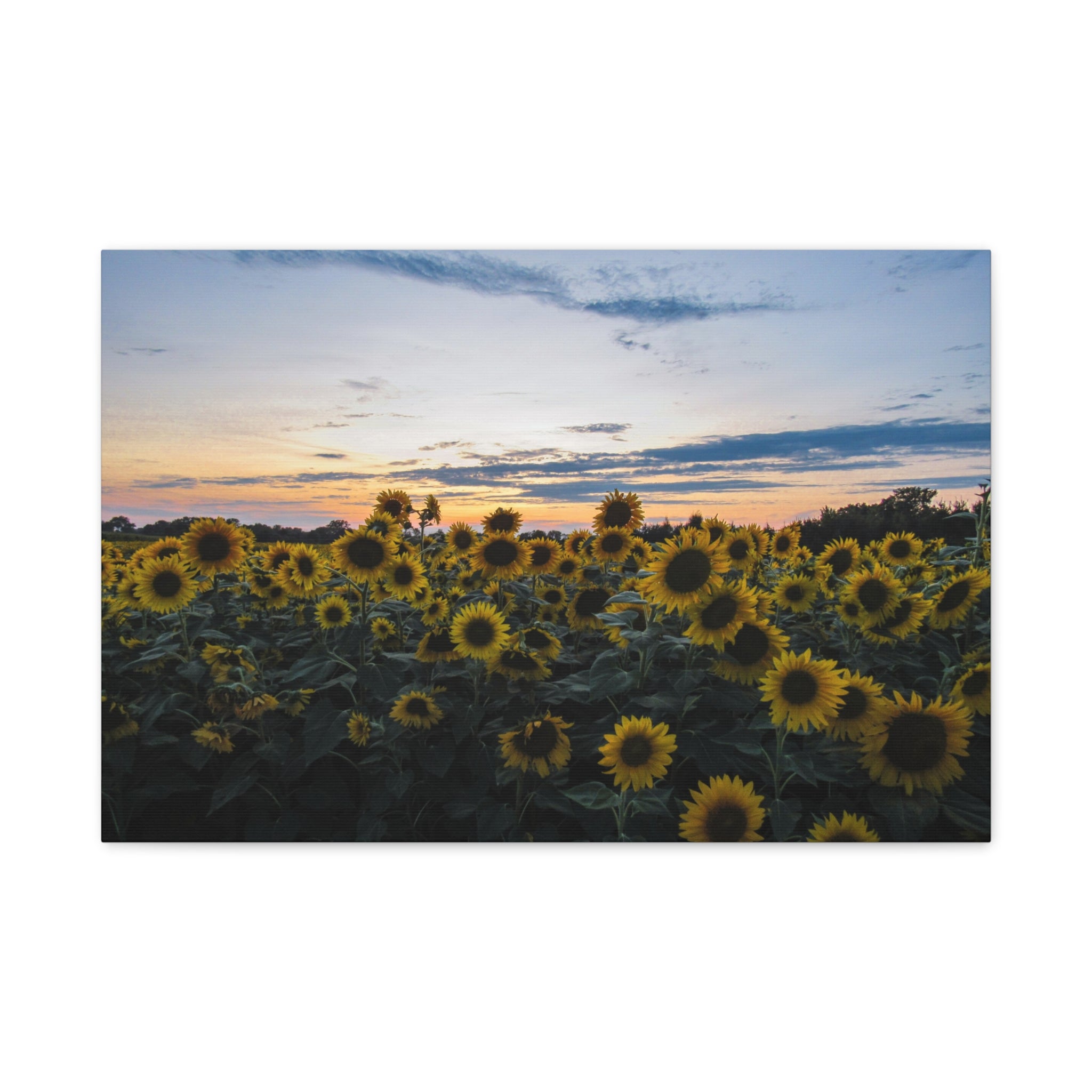 Sunflower Field Sunset Matte Canvas Print — Stretched Wall Art