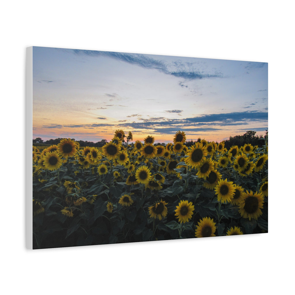 Sunflower Field Sunset Matte Canvas Print — Stretched Wall Art