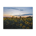 Sunflower Field Sunset Matte Canvas Print — Stretched Wall Art
